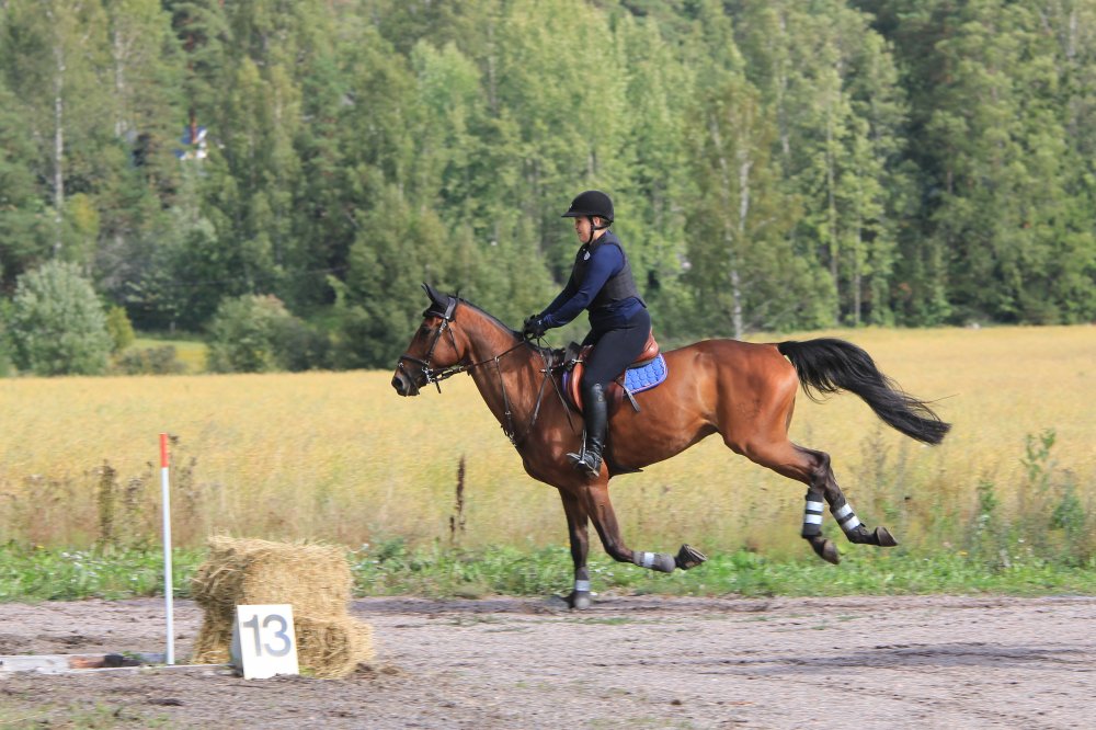Samspelet med hästen på ridskola i Stockholm