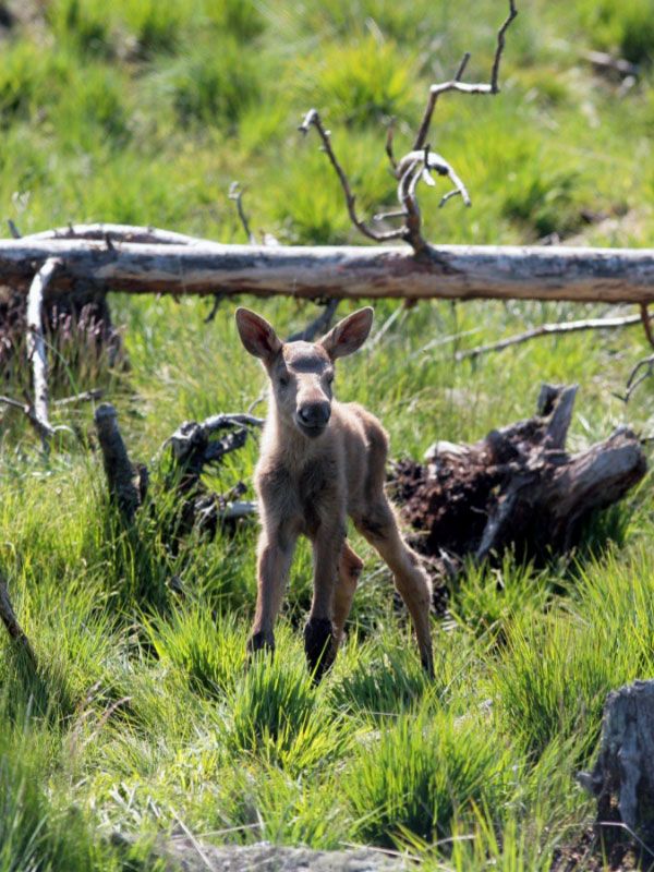 Moosepark i småland  nära möten med skogens konung
