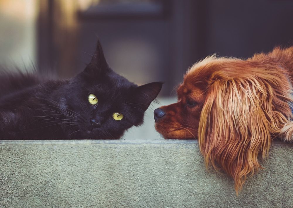 Att fatta beslut om avlivning av hund  en guide genom den svåraste stunden
